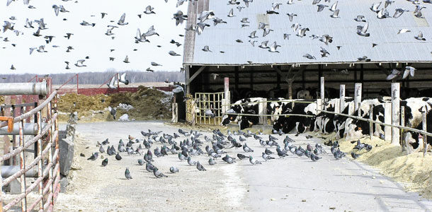 Pigeons flocking at Missouri cattle barn - Heaven Sake Outdoors offers removal and wildlife management to keep your farm healthy.