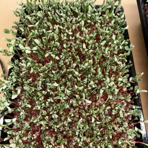 Pea Shoots - Fresh Microgreens (2oz)