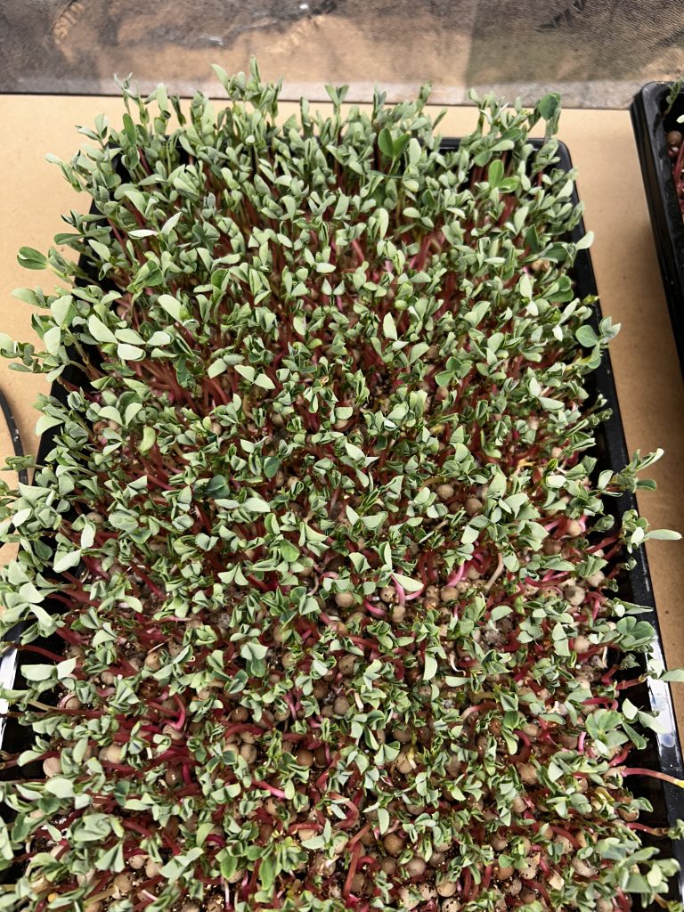 Pea Shoots - Fresh Microgreens (4oz)