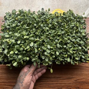 Sunflower Microgreens - Fresh (2oz)