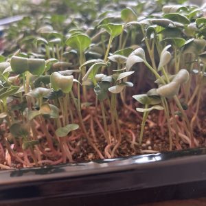Radish Microgreens - Fresh (2oz)