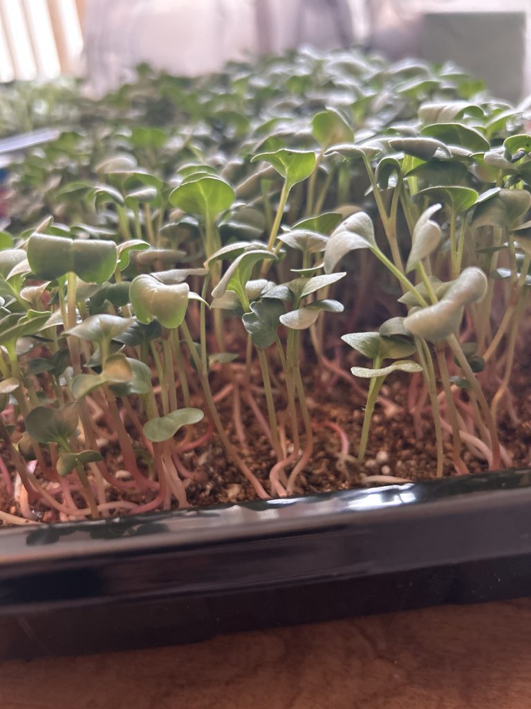 Radish Microgreens - Fresh (2oz)