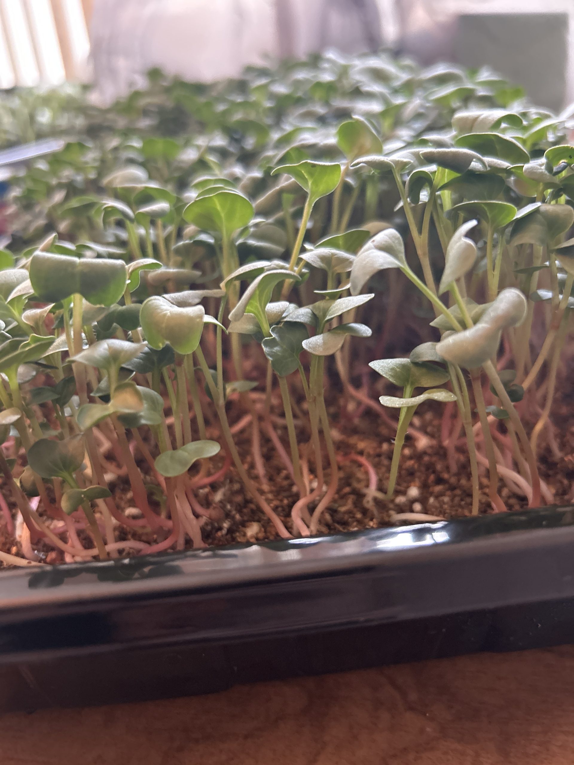 Radish Microgreens - Fresh (4oz)