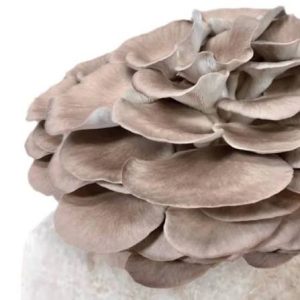 Fresh Italian Oyster Mushrooms (1lb)