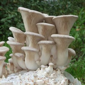 Fresh King Oyster Mushrooms (1lb)