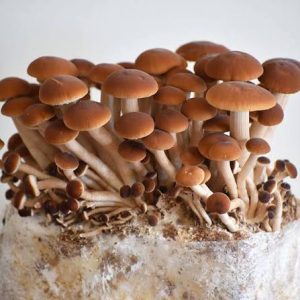 Fresh Pioppino Mushrooms (1lb)