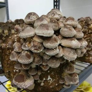 Fresh Shiitake Mushrooms (1lb)