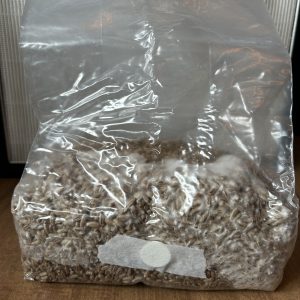 3 lb Sterilized Rye Grain Bag - Ready to Inoculate