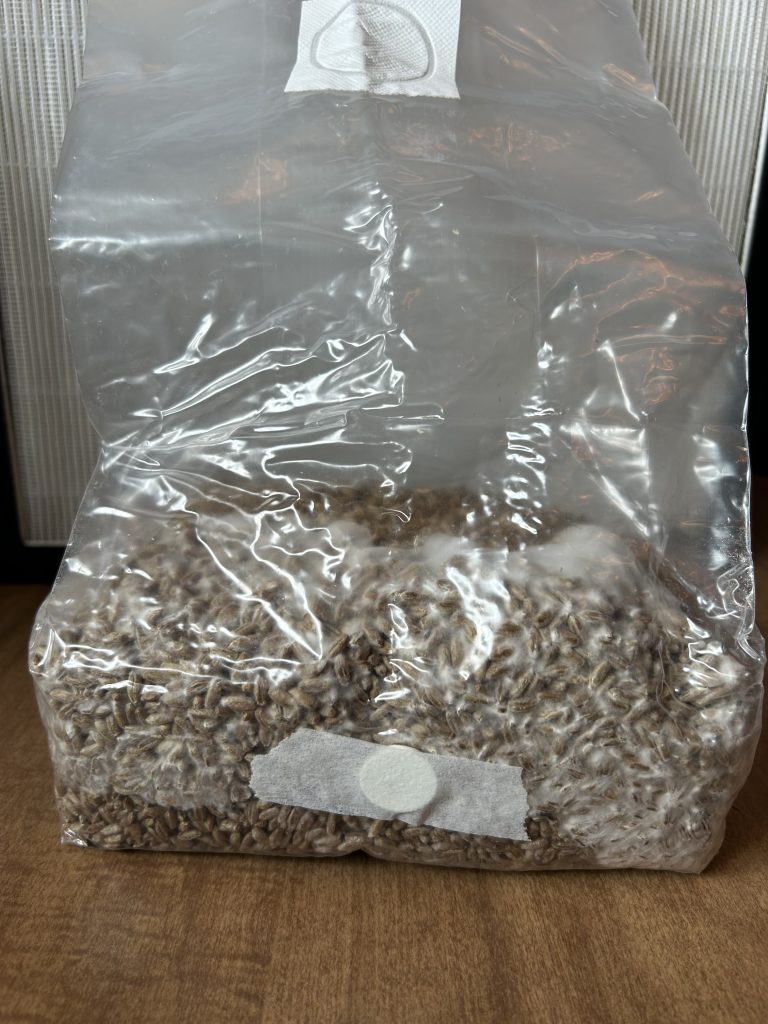 3 lb Sterilized Rye Grain Bag - Ready to Inoculate